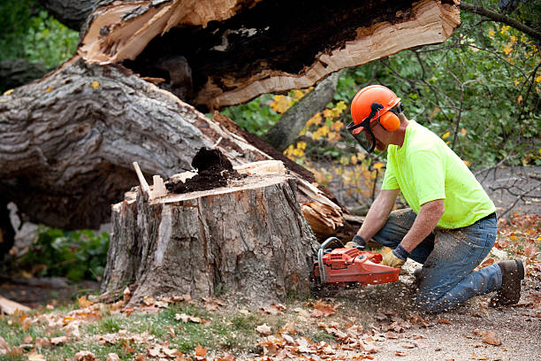 How Our Tree Care Process Works  in  Claysburg, PA