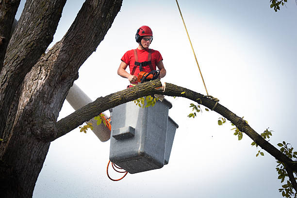 Reliable Claysburg, PA Tree Care  Solutions